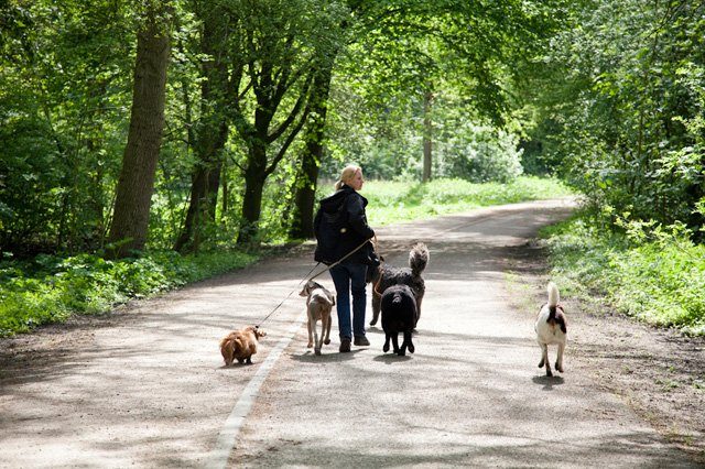 Puppen/oudere honden – Outlet! Hondenuitlaatservice & Amsterdam, Amstelveen omstreken